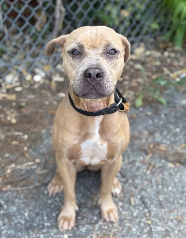 An adult medium-sized female Pit Bull Terrier dog named Rayne for adoption in Richmond, VA