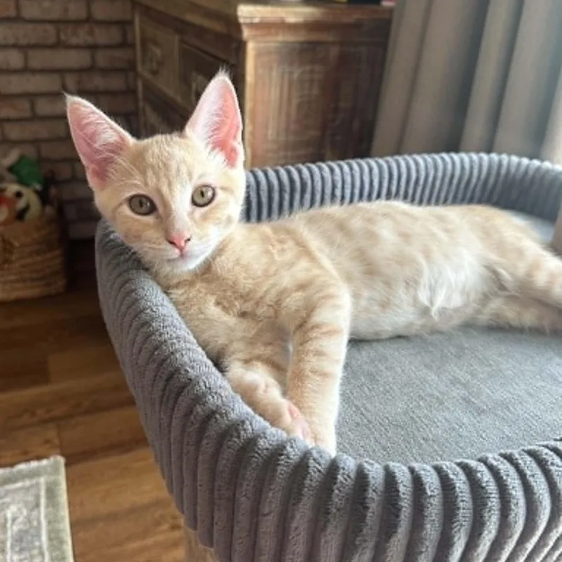 A baby small-sized male Buff / Tan / Fawn Domestic Short Hair cat named Handsome for adoption in Antioch, CA