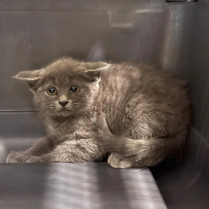 A baby small-sized female Gray / Blue / Silver Domestic Short Hair cat named Chess for adoption in Charlottesville, VA