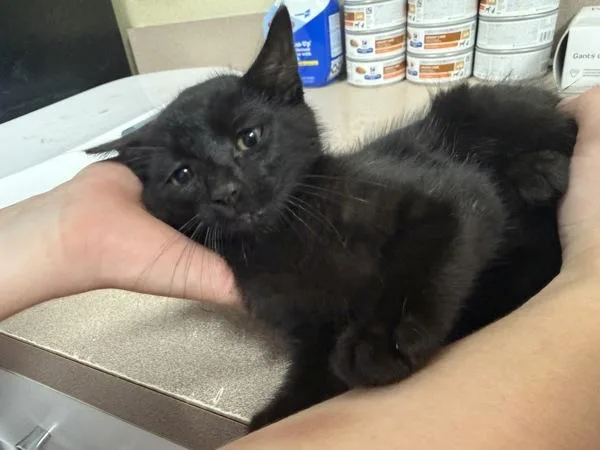 A baby small-sized male Domestic Short Hair cat named Azul for adoption in Salisbury, MD