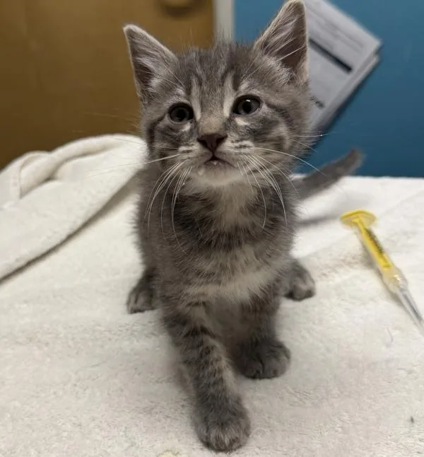 A baby medium-sized male Domestic Short Hair cat named Rhett for adoption in Escondido, CA