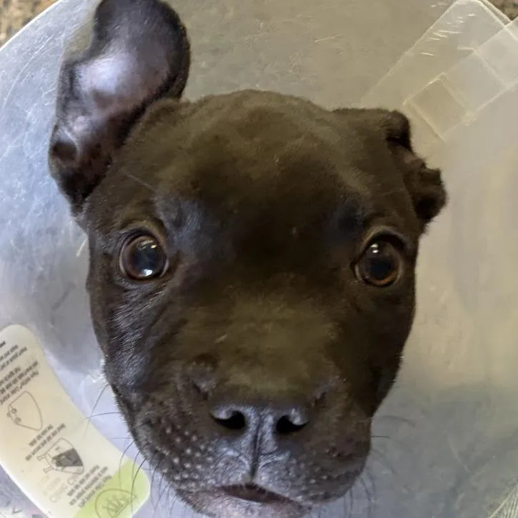 A baby small-sized female American Staffordshire Terrier dog named Glory for adoption in Long Beach, CA