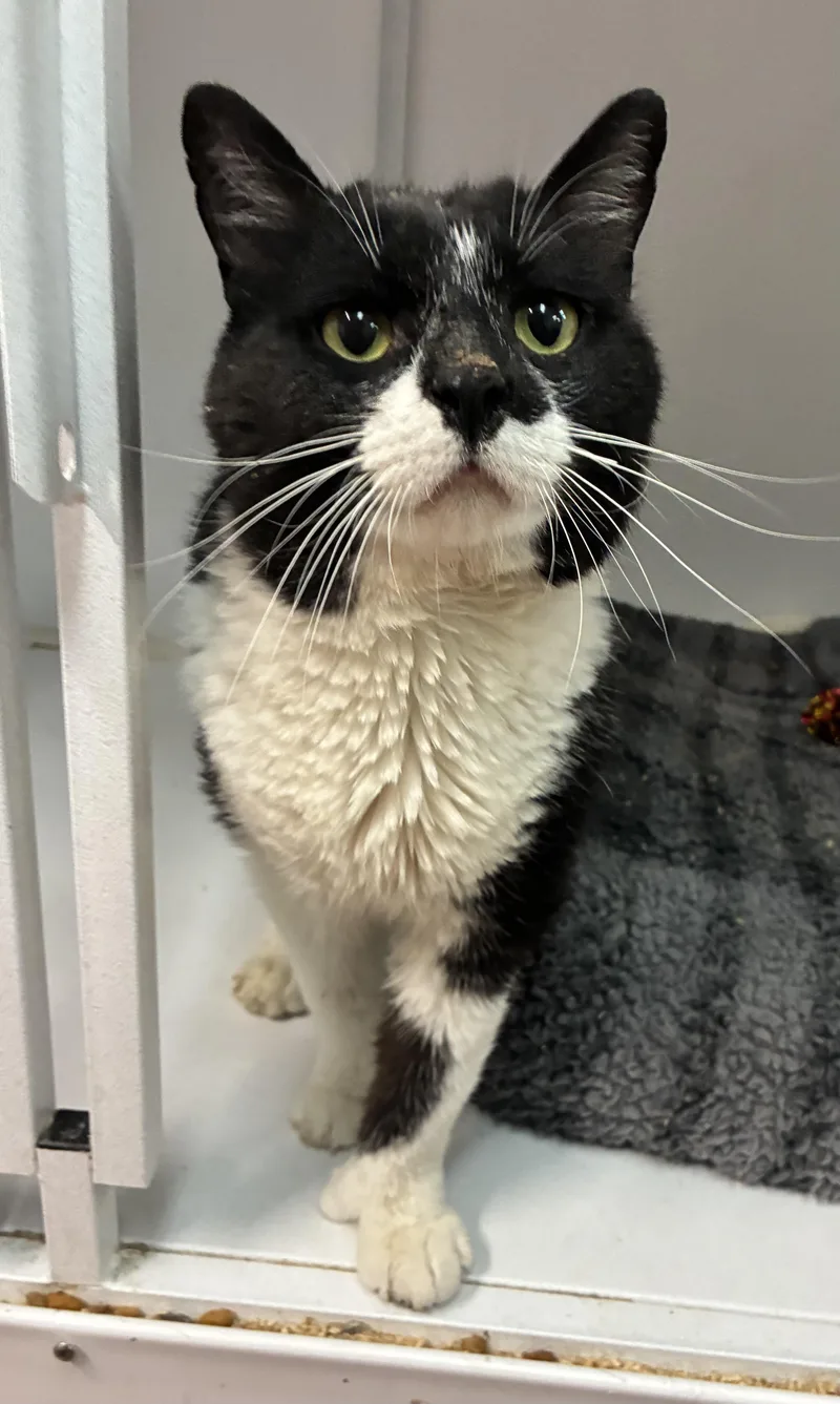 An adult large-sized male Black & White / Tuxedo Domestic Short Hair cat named Jake for adoption in Breinigsville, PA