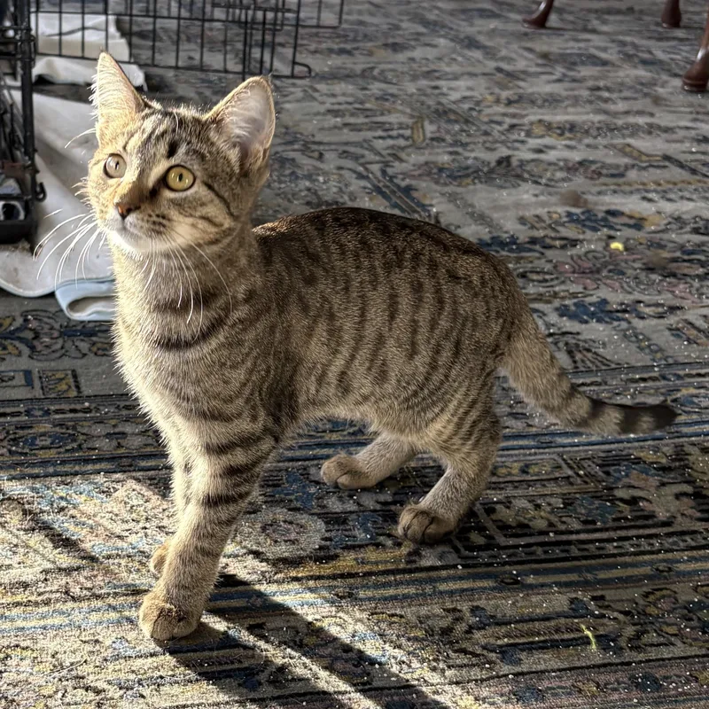 A baby large-sized female Brown / Chocolate Domestic Short Hair cat named Poppy for adoption in Lawrenceburg, KY