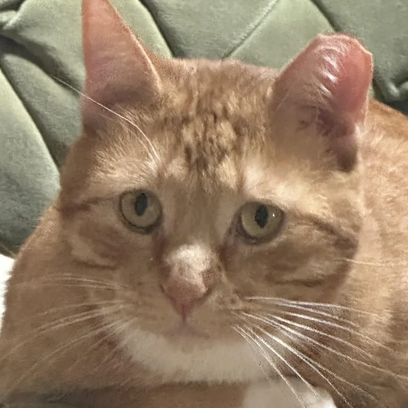An adult large-sized male Tabby (Orange / Red) American Shorthair cat named Gus for adoption in Pueblo, CO