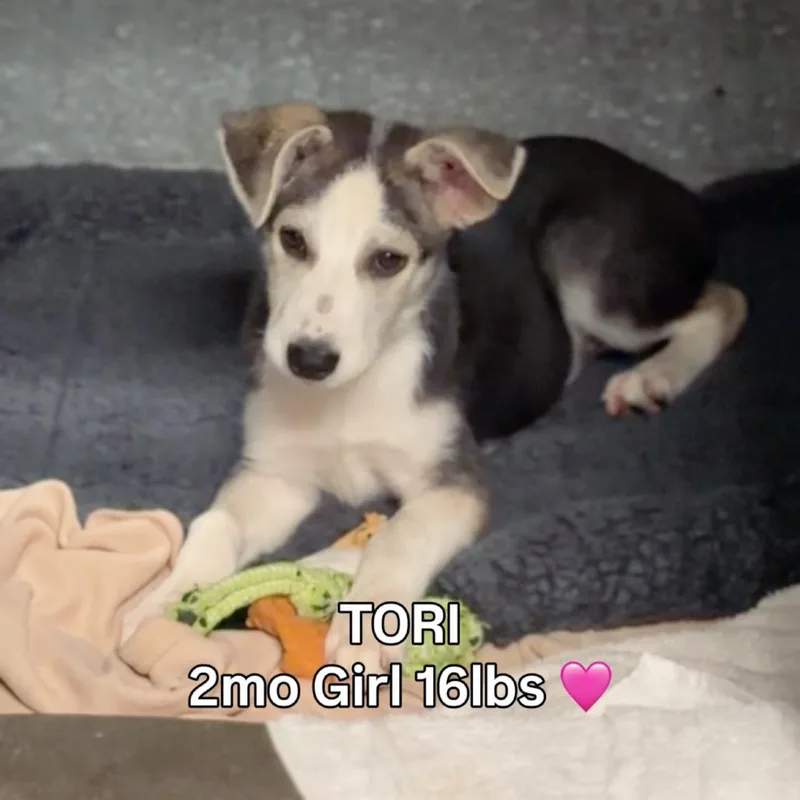 Tori A