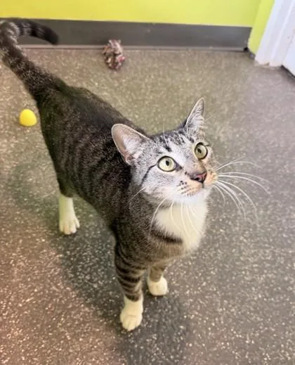 An adult medium-sized male Domestic Short Hair cat named Brinks for adoption in New Orleans, LA