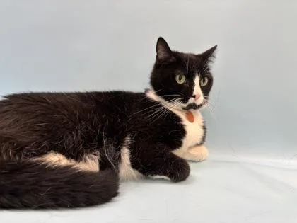 An adult small-sized female Domestic Short Hair cat named Yang for adoption in Woodbury, MN