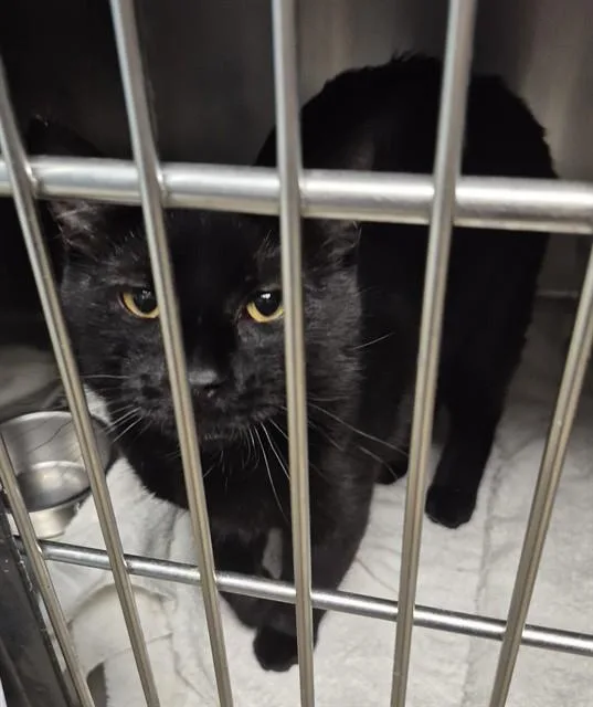 A young medium-sized male Domestic Medium Hair cat named Xerxes for adoption in Decatur, IL