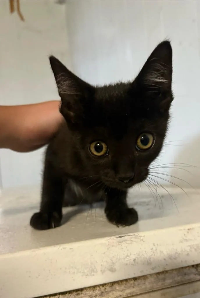 A baby small-sized male Domestic Short Hair cat named Hulk for adoption in Wauchula, FL