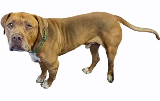 Tatertot