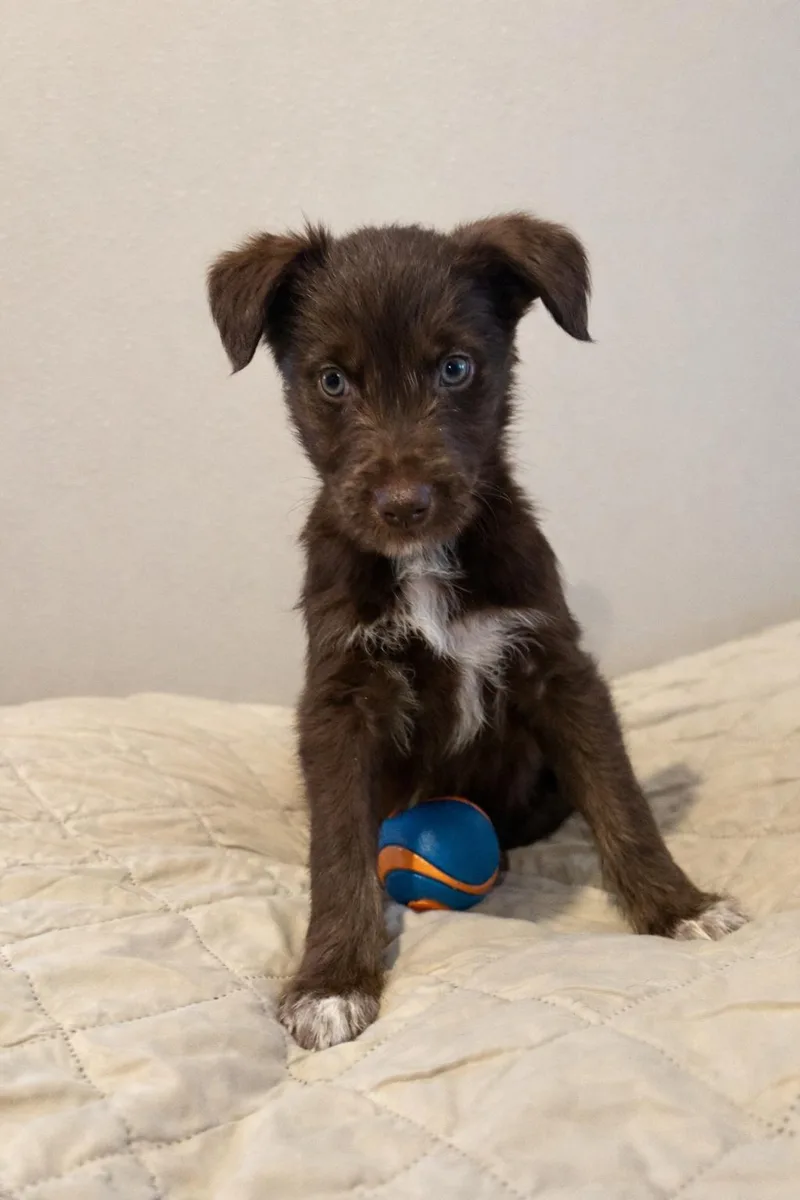 A baby medium-sized female Bicolor Goldendoodle dog named Tilly for adoption in Wedgefield, SC