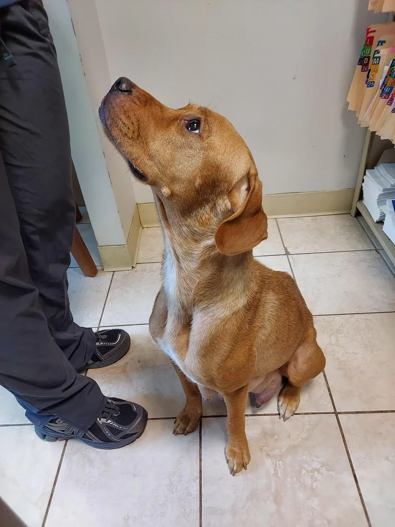 A young medium-sized female Labrador Retriever dog named Katie for adoption in Herndon, VA