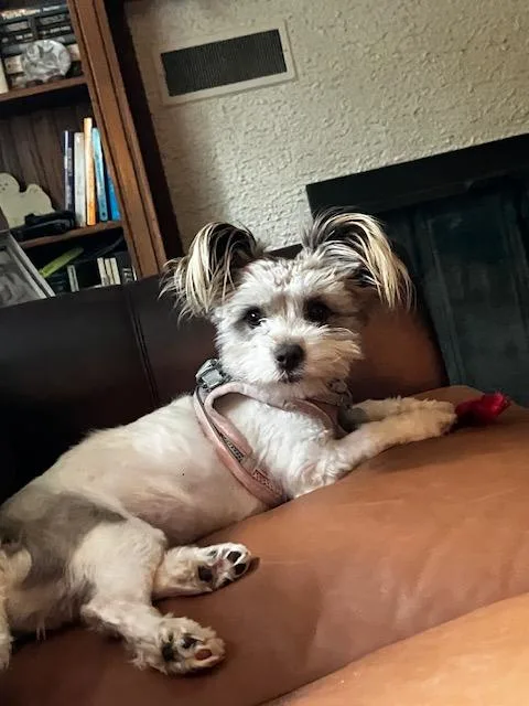 Lulu