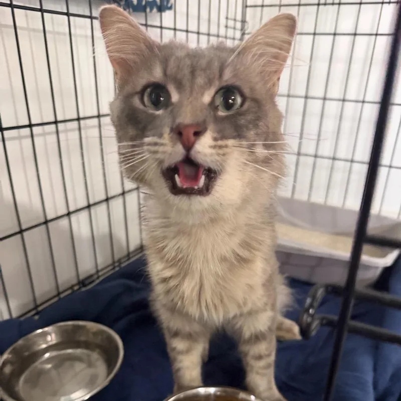 An adult medium-sized male American Shorthair cat named Grayson for adoption in Spring Hill, KS