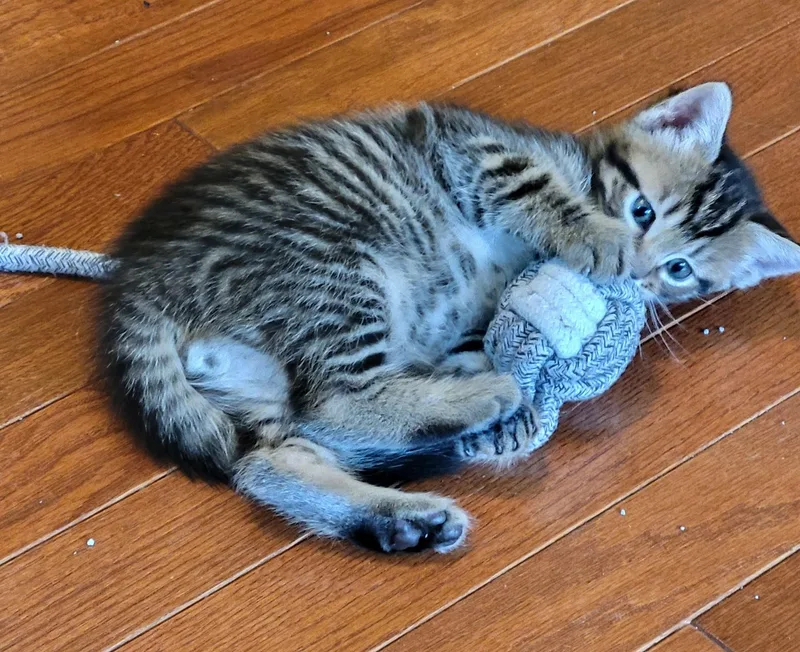 A baby small-sized male Tabby (Tiger Striped) Domestic Short Hair cat named Sprout for adoption in Aylett, VA