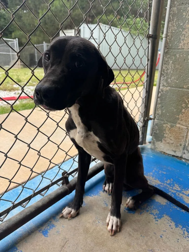 A young medium-sized male Mixed Breed dog named River for adoption in Danielsville, GA