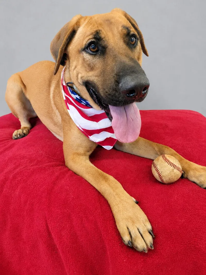A young large-sized male Bicolor Labrador Retriever dog named Archer for adoption in Leesburg, AL