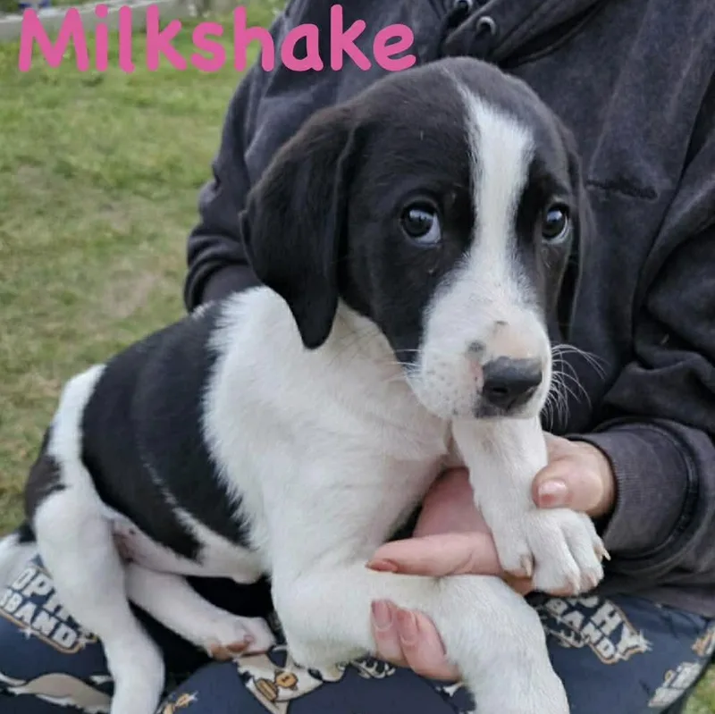 Milkshake thumbnail 2