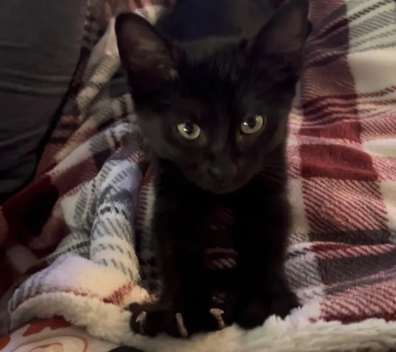 A baby small-sized female Black Domestic Short Hair cat named Mikasa for adoption in Dallas, TX