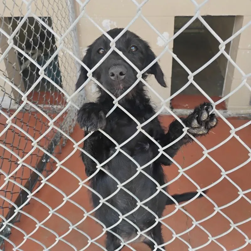An adult medium-sized female Poodle dog named Queenie for adoption in Paris , TN