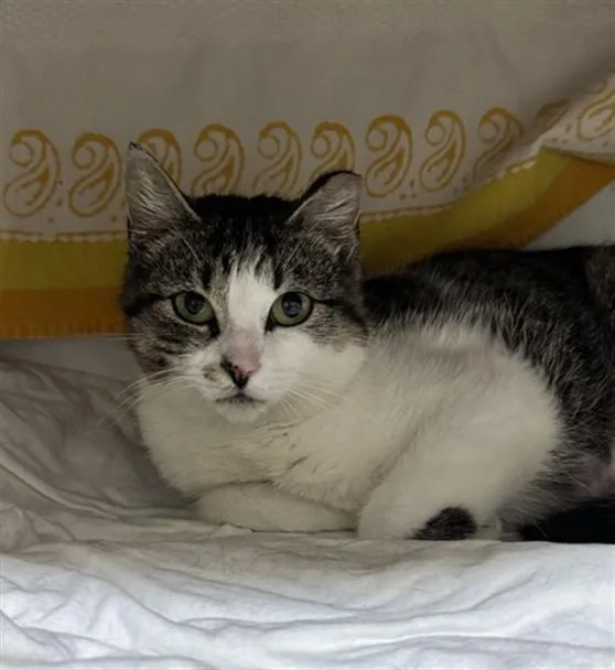A young medium-sized female Domestic Short Hair cat named Sunshine for adoption in Boston, MA