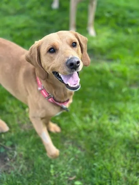 A young medium-sized male Yellow / Tan / Blond / Fawn Labrador Retriever dog named Herman for adoption in Indianapolis, IN