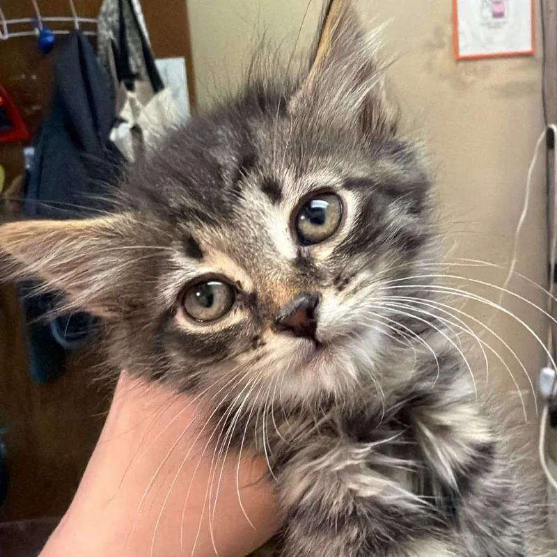 A baby small-sized male Brown / Chocolate Domestic Medium Hair cat named Olive for adoption in Beckley, WV