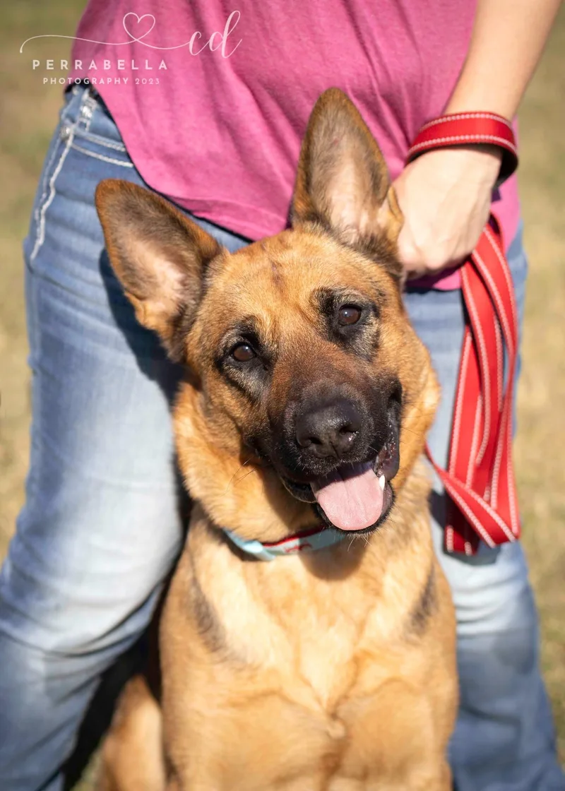 An adult large-sized female German Shepherd Dog dog named Swizzle for adoption in West Richland, WA