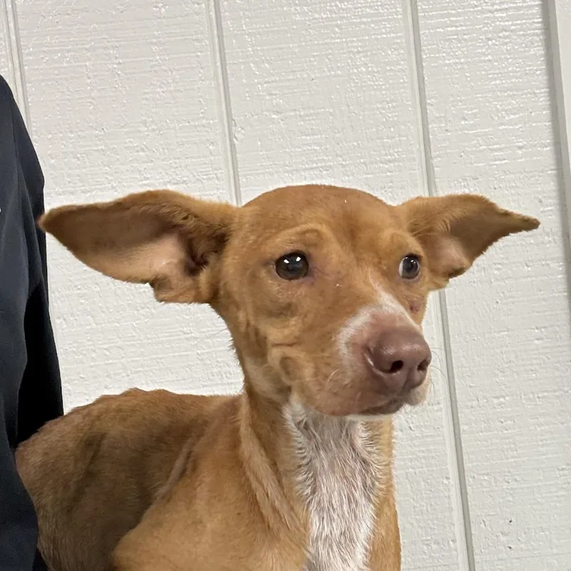 An adult small-sized female Chihuahua dog named Tilly for adoption in Bronson, FL