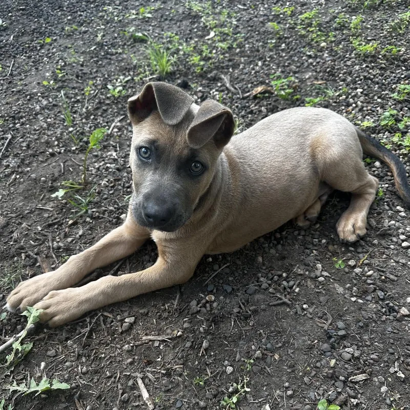 A baby small-sized male Yellow / Tan / Blond / Fawn Mixed Breed dog named Soy Sauce for adoption in Buffalo, MN