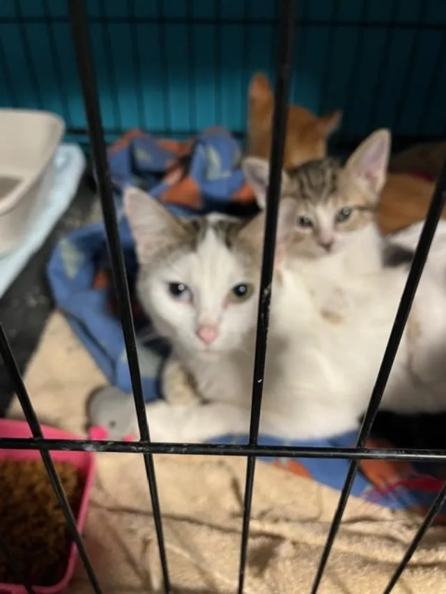 An adult medium-sized female Cream / Ivory Domestic Short Hair cat named Marbles for adoption in Johnsburg, IL