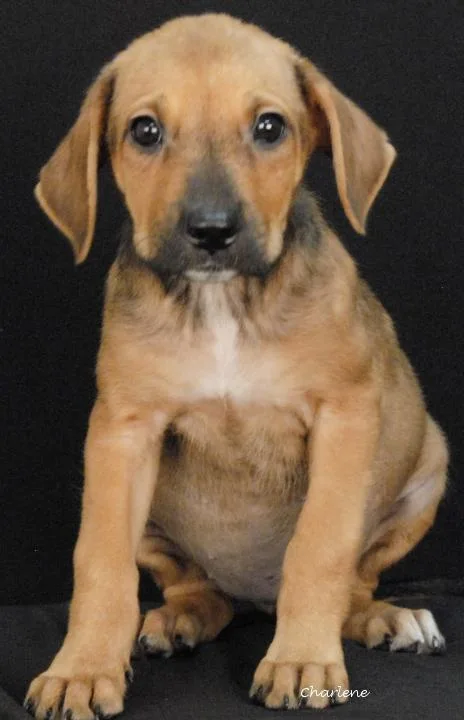 A baby medium-sized female Yellow / Tan / Blond / Fawn Hound dog named Miss Honey for adoption in Newland, NC