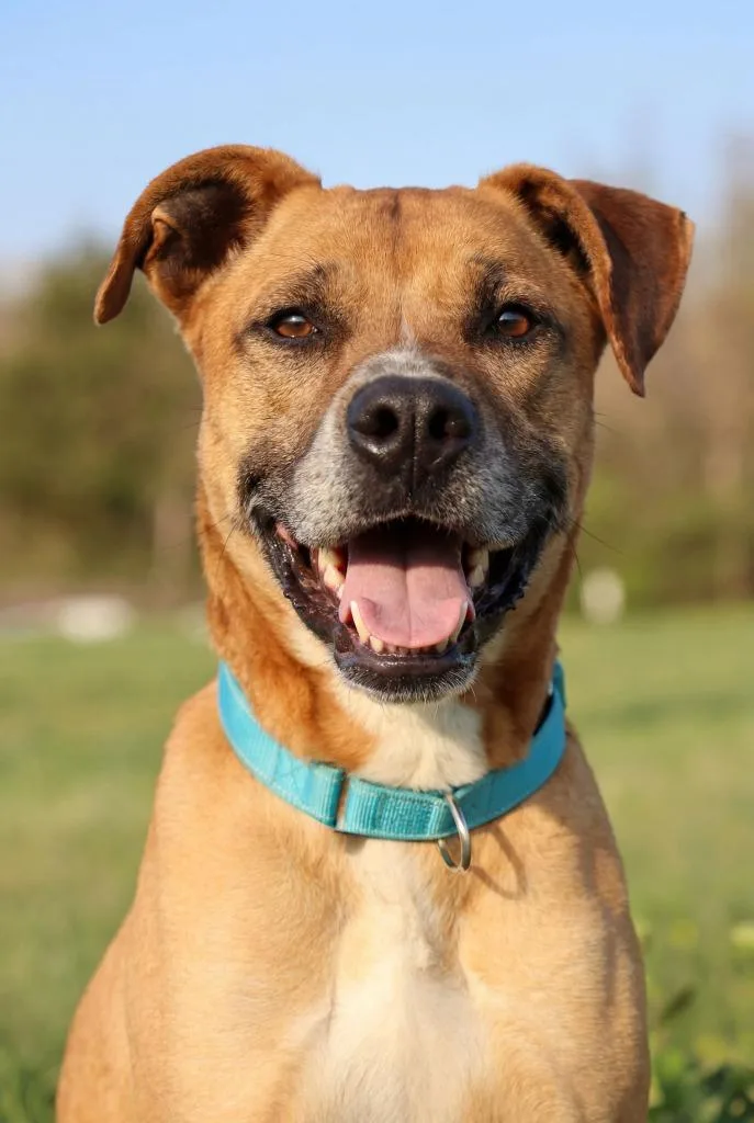 An adult large-sized male Mixed Breed dog named Buck for adoption in Columbia, TN