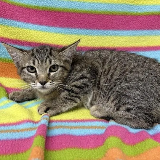 A baby medium-sized female Tabby (Brown / Chocolate) Domestic Short Hair cat named Animal Cracker for adoption in Valdosta, GA