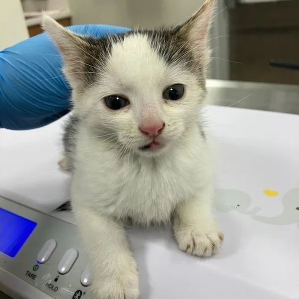 A young large-sized male Domestic Short Hair cat named Luing Luing for adoption in Las Cruces, NM