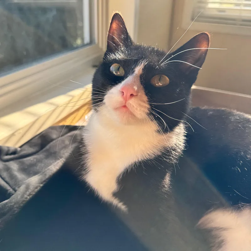 A young medium-sized male Black & White / Tuxedo Domestic Short Hair cat named Alfie for adoption in Portland, OR