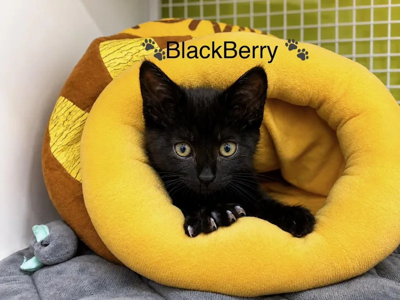 Blackberry thumbnail 4