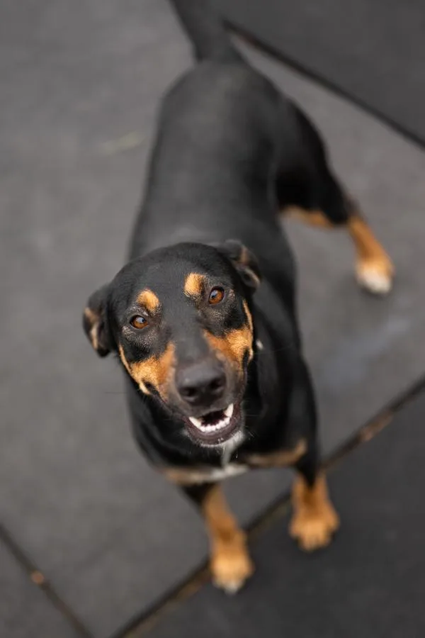 An adult large-sized female Doberman Pinscher dog named Jade for adoption in Stratham, NH