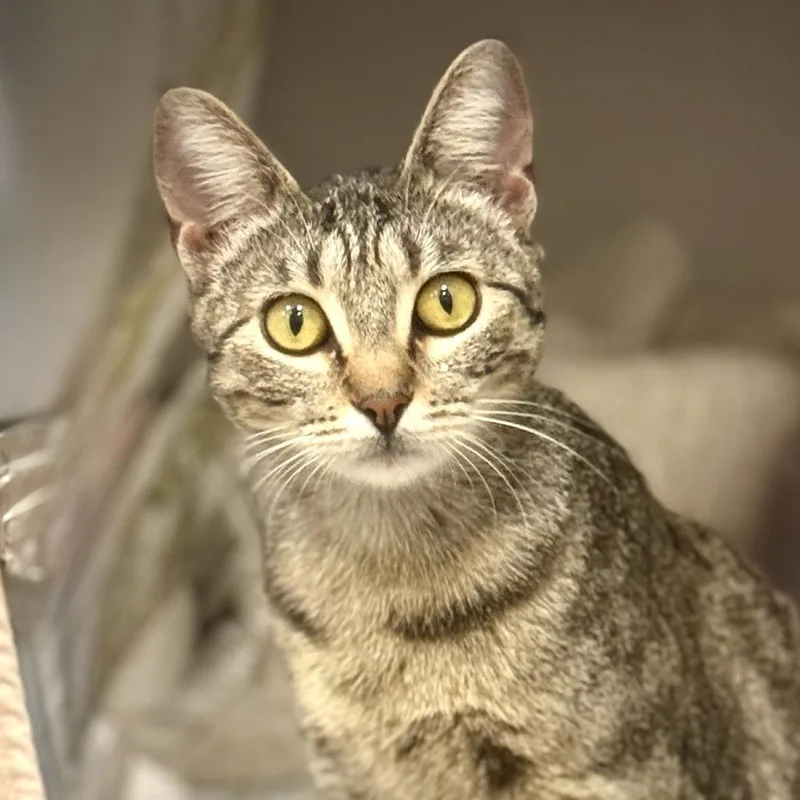 Francine Smith thumbnail 3