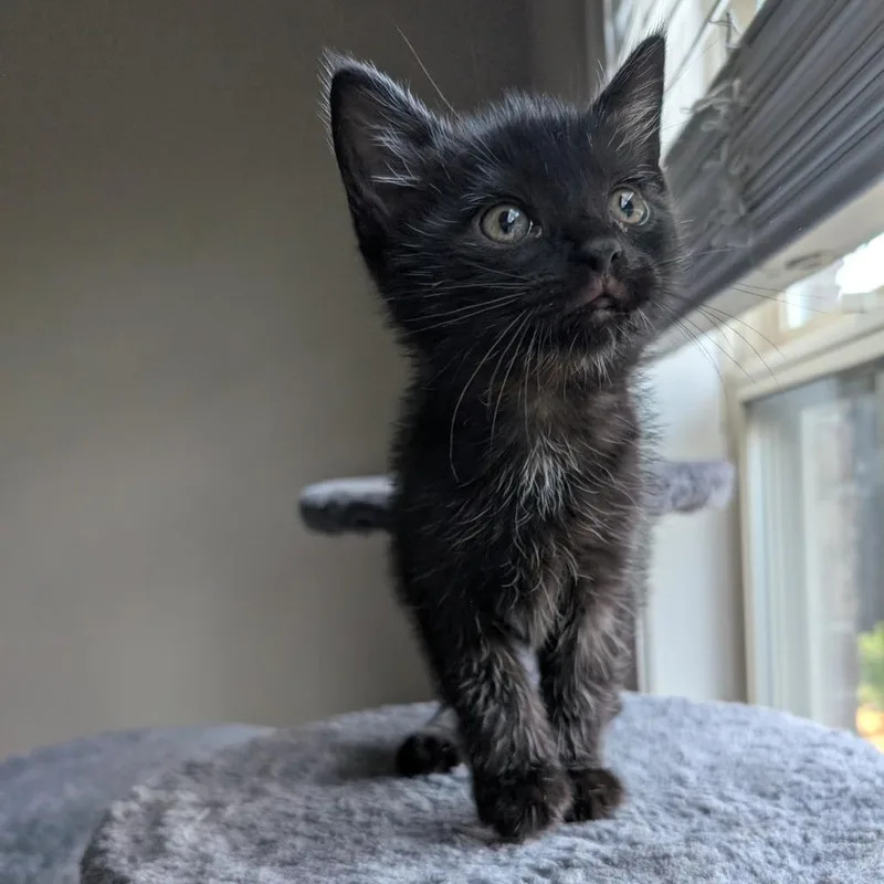 A baby small-sized male Black Domestic Short Hair cat named Dutch for adoption in Lexington, KY