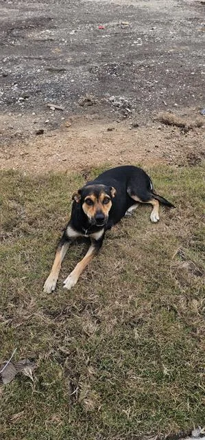 An adult medium-sized female Hound dog named Penelope for adoption in San Antonio, TX