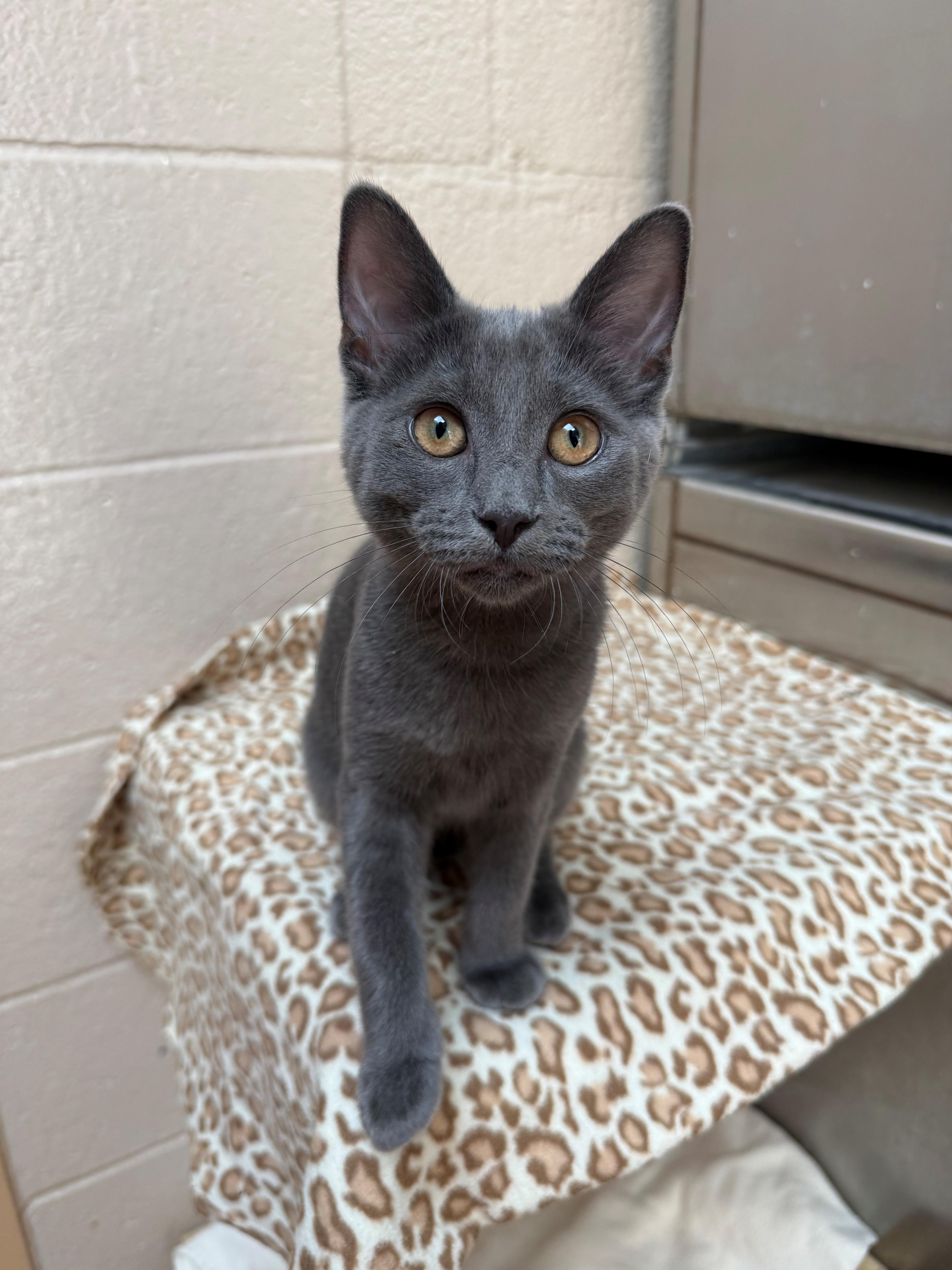 A young medium-sized male Gray / Blue / Silver Domestic Short Hair cat named Mr. Grey for adoption in Laguna Beach, CA