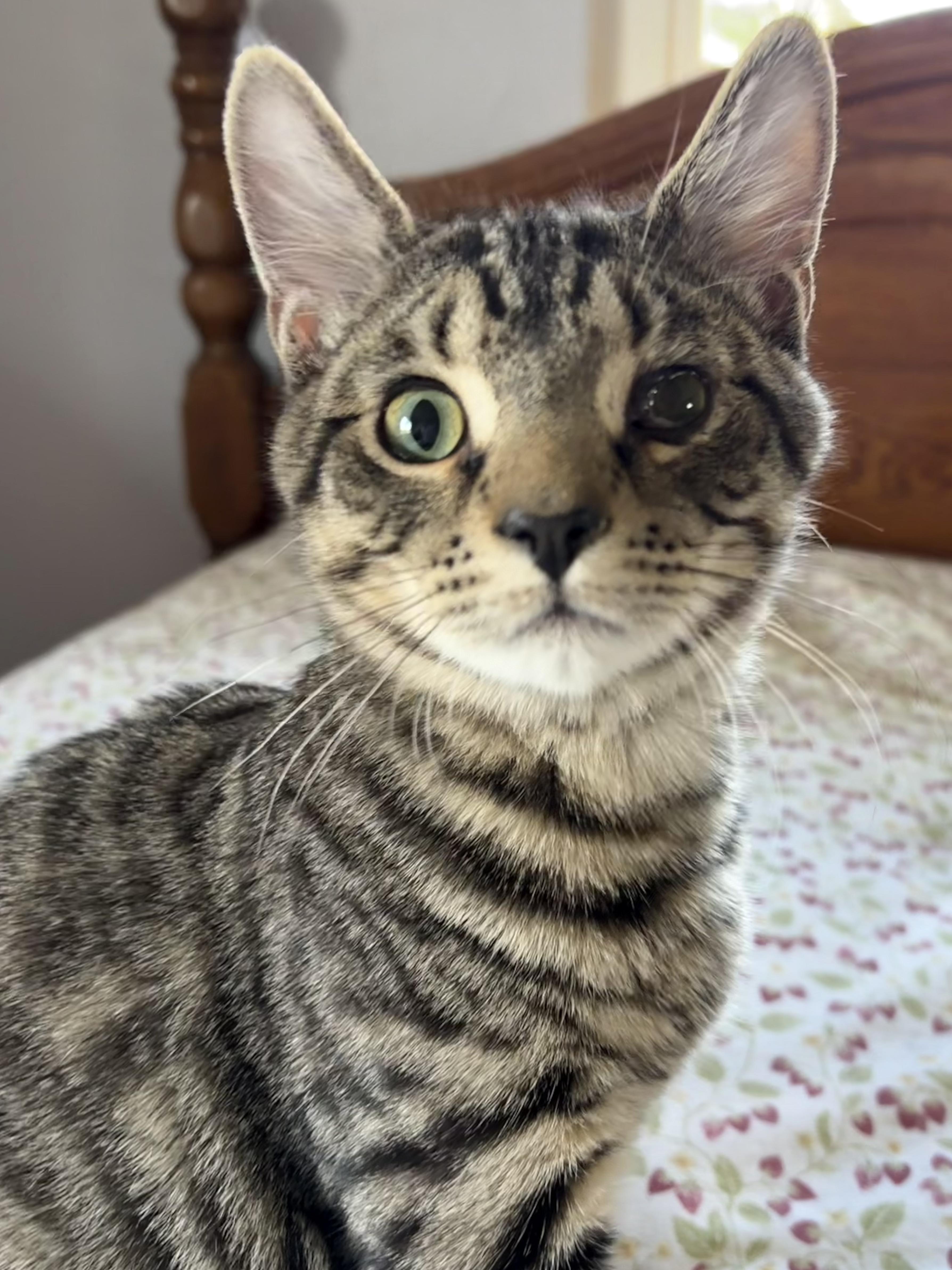 A baby medium-sized male Tabby (Brown / Chocolate) Domestic Short Hair cat named Breadstick for adoption in North Huntingdon, PA