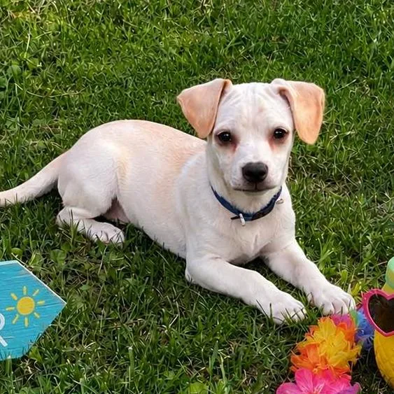 A baby small-sized male Chihuahua dog named Kason for adoption in Locust Fork, AL