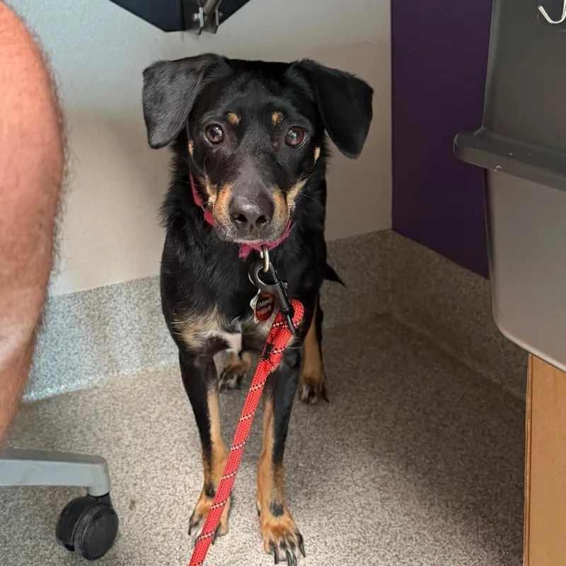 An adult small-sized female Black Mixed Breed dog named Mandy for adoption in Englewood, FL