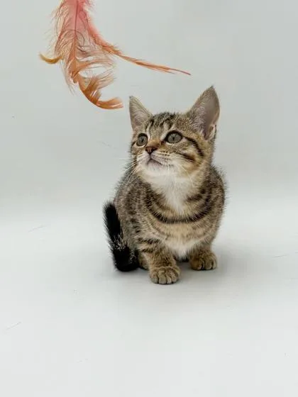 A baby small-sized female Domestic Short Hair cat named BellaFIV+ for adoption in Bowling Green, KY