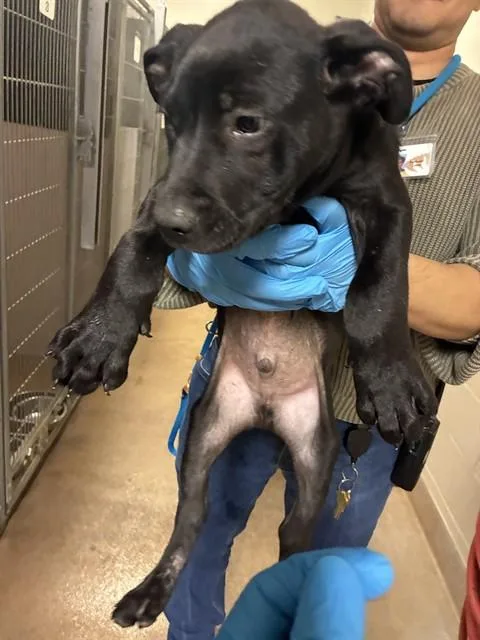 A baby small-sized male Pit Bull Terrier dog named Pancake for adoption in San Jose, CA