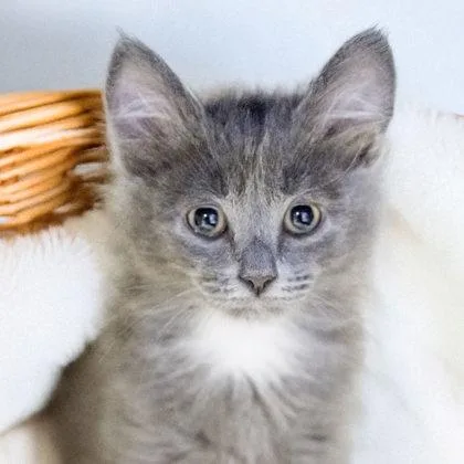 A baby small-sized female Domestic Medium Hair cat named Meg for adoption in Camano Island, WA