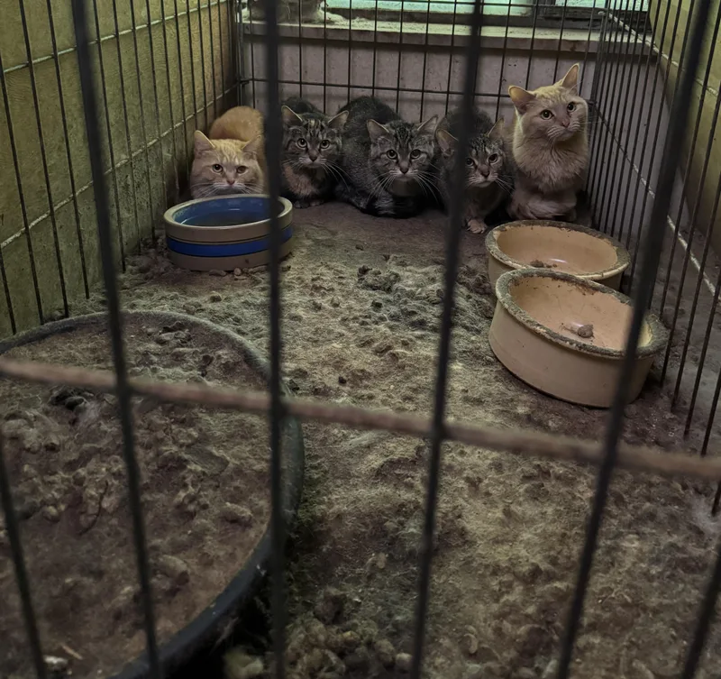 A young medium-sized female Orange & White Domestic Short Hair cat named Cleo and Clementine for adoption in Columbus, OH